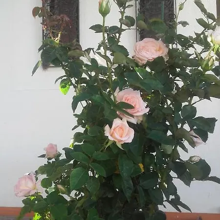 Casa Dos Pingos De Mel Bed & Breakfast 3*