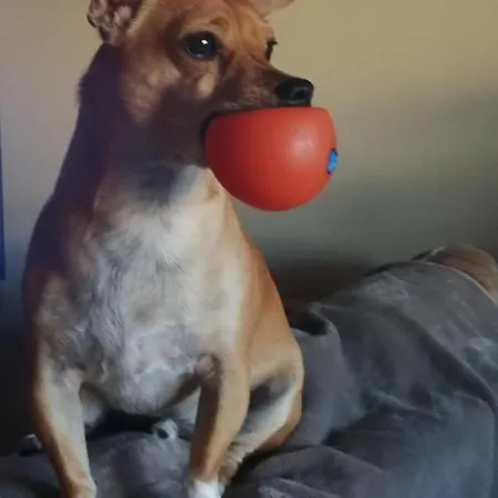 Casa Dos Pingos De Mel 3*