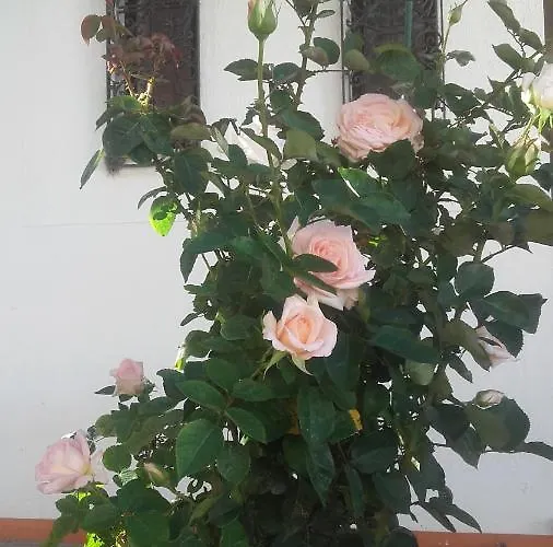 Casa Dos Pingos De Mel Отель типа 