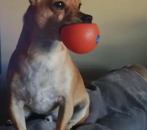 Casa Dos Pingos De Mel 3*